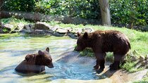 From Bucharest: Private day tour Brown Bears & Rasnov Fortress