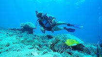 Day Trip Discover Scuba dive in Nusa Penida 2 dives (From Sanur - South Bali)
