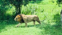 Day Tour To Ridiyagama Safari Park From Colombo