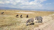 Safaris 4 days Serengeti, Ngorongoro & Tarangire