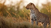 Private 7 Days Tour to the Big Five Wildlife in Sri Lanka