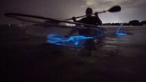 Clear Kayak Bioluminescence Tour