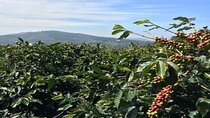 Coffee Tourism & Banana Farms Experience
