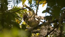 Sloth Observation Tour –Day or Night from Arenal