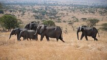 Private Tanzania Safari & Active Culture Tour