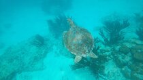 Private snorkel with 2 stops in Aruba - Eco-friendly!