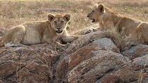 4-Day Private Guided Tanzania Safari Tarangire, Serengeti, Manyara