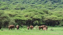 6-Day Small-Group Tanzania Budget Safari from Arusha