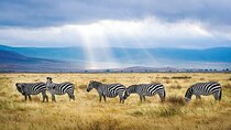 3 Days Tanzania Shared or Private Safari