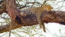 5-Day Guided Tour in Serengeti, Ngorongoro, Tarangire and Manyara