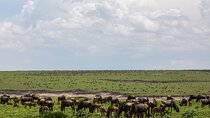 6 Days Kenya Tanzania Combined mid - range Safari