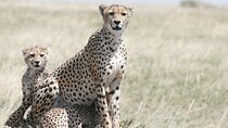 6 Days Kenya Tanzania Combined Safari - Luxury Lodges