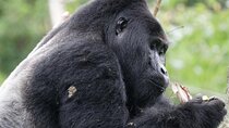4 Days Bwindi Impenetrable National Park Wildlife Safari
