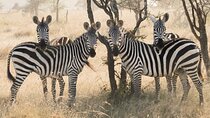 3-Day Luxury Safari Private Tour Tarangire and Ngorongoro