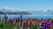 Christchurch to Mt Cook via Lake Tekapo Half-Day Tour (One-Way)