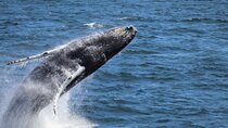 Guided Whale Watching Experience from Reykjavik