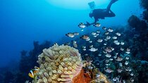  Dahab Safari & Blue Hole Snorkeling day tour from Sharm elsheikh 