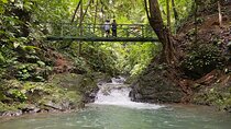 Guided hiking Tour by the Mystic Ebano Rainforest in Costa Rica