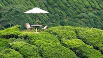 Private Full Day Cameron Highlands Nature Tour from Kuala Lumpur