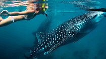 Amazing Whale Shark Snorkel in the Caribbean Sea from Riviera Maya