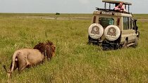 5 Day Adventure Camping Safari to Serengeti, Ngorongoro crater & Tarangire