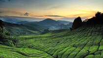 Private Full Day Tour : Cameron Highlands with Batu Caves Stopover