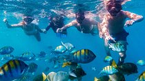 Los Cabos Snorkeling Tour by Speed Boat with Photos Included 