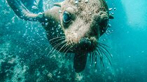 Cape Town Seal Snorkelling, Penguin Colony & Cape of Good Hope Private Tour