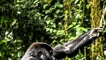 8 Days Gorillas, Primates & Wildlife Safari Uganda Safari