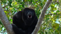 Private Tour of the Howling Monkey in Cerro Blanco Guayaquil