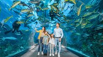 Dubai Aquarium and Underwater Zoo Tickets