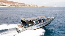 2-Hour Dolphin Watching Experience in Fuerteventura