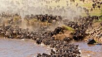Unbelievable Trip To The Great Migration And River Crossing