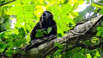 Howler Monkey Trail and Cacao Farm Experience from Guayaquil