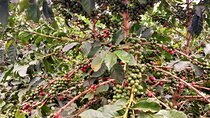  Coffee Factory Private tour from Nairobi.