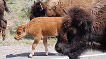Yellowstone Grand Tour: See All Yellowstone In One Day