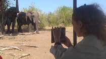 2-Hours Elephants Safari Day Tour in Victoria Falls