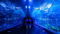 Aquarium Phuket and AR Trick Eye Museum Combo Tickets