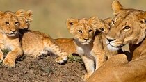 5-Days Private Safari in Tanzania with Pick Up