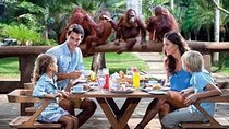 Things to do - Breakfast with Orang Utan