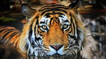 Adventures Ranthambore Wildlife Safari Tour from Delhi with Safari Rides