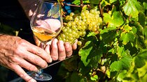 Provence Organic Wine Tasting Half Day Tour from Nice