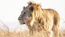 Private 5-Hour Lion Park Tour from Johannesburg or Pretoria