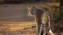Private Ultimate Pilanesberg Safari from Johannesburg