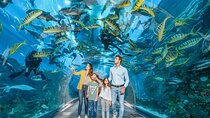 Dubai Mall Aquarium & Underwater Zoo Ticket with Private Transfer