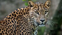 Private Day Tour: Yala National Park Safari Tour from Galle & Weligama