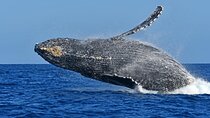 Whale Watching by Zodiac in Cabo San Lucas with Photos Included