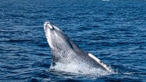 Whale Watching & Snorkeling Combo in Los Cabos with Photos Included 