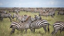 3-Day Tarangire National Park, Lake Manyara and Ngorongoro Crater