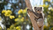 Australian Experience at Werribee Open Range Zoo - excl. entry